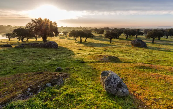 Foto de un campo verde con arboles y piedras al atardecer