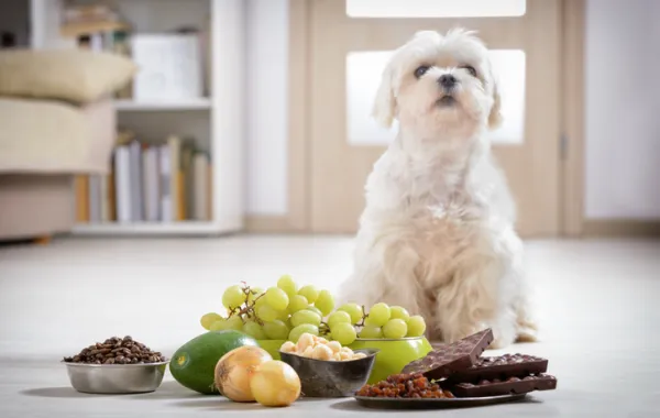 Foto de un perro con comida de chocolate y frutas