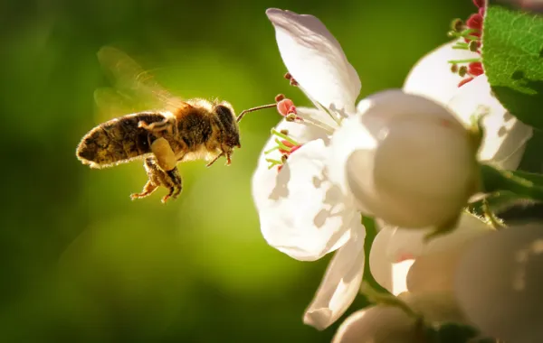 Foto de una abeja volando alrededor de una flor