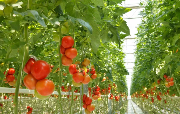 Foto de un cultivo de tomates en un invernadero