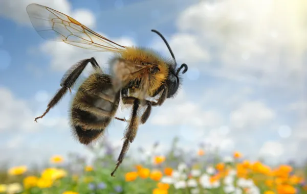 Foto de una abeja volando en un campo deflores amarillas y blancas
