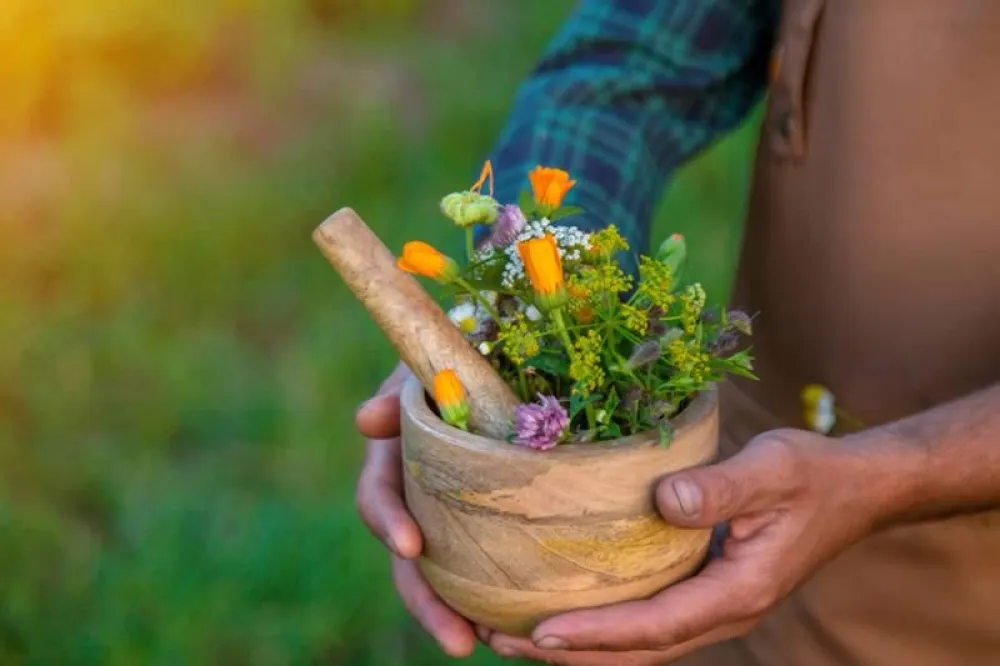 fitoterapia es el uso de plantas medicinales y sus extractos con fines preventivos o terapéuticos 