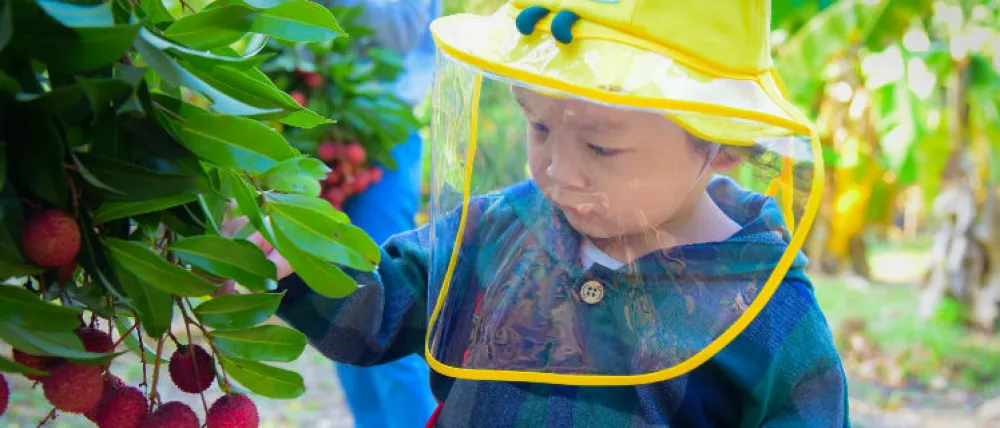 Foto de un niño pequeño tocadno una hola de un arbusto con un gorro con pantalla de plastico que le cubre la cara