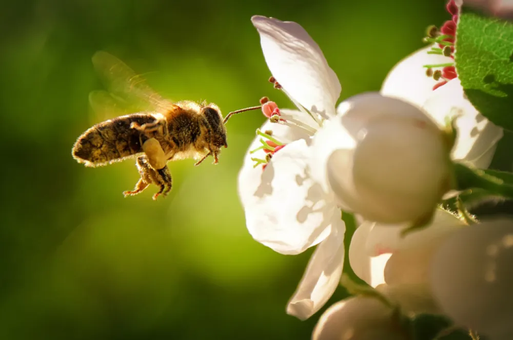 Foto de una abeja volando alrededor de una flor